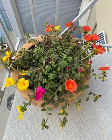 Centrocitta Luxury House * アルゴストリオン